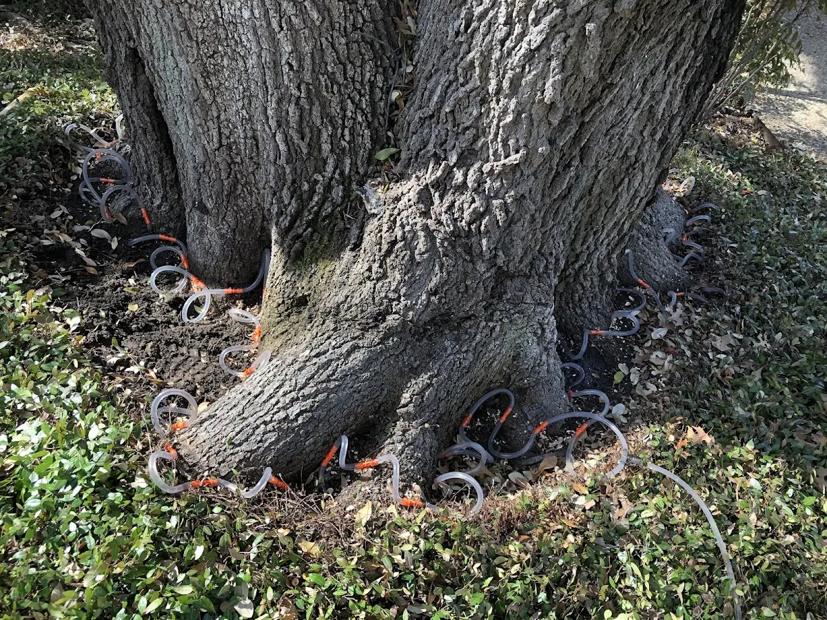 Detailed Tree Cabling and Bracing job site in Crane