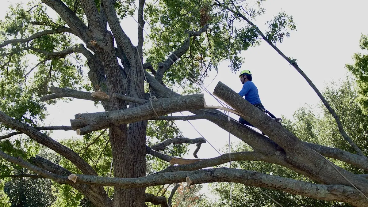 Professional Crown Thinning performed by certified arborists in Crane