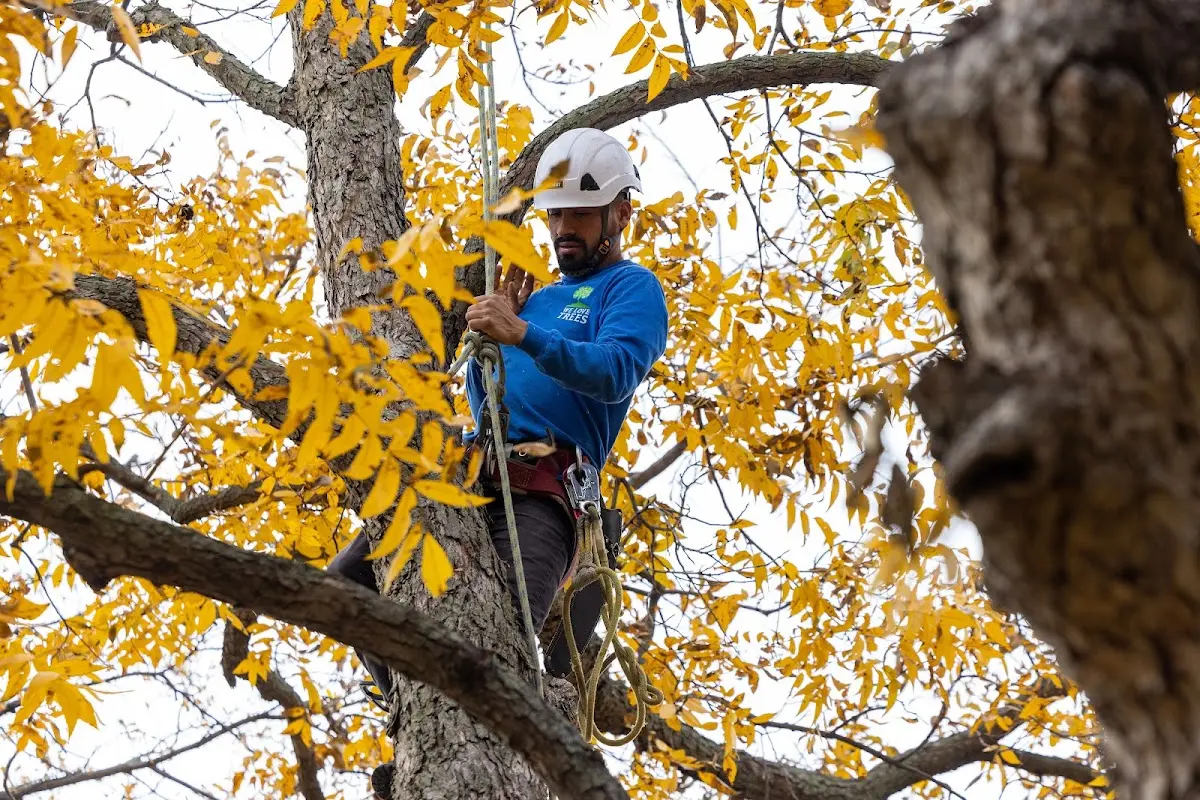 Skilled Dead Tree Removal crew working in Crane